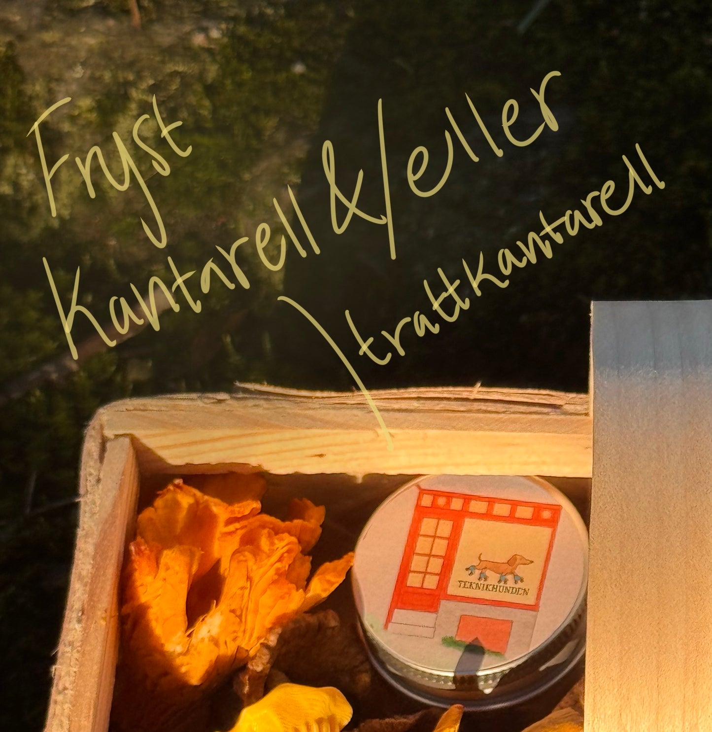 Fryst kantarell, gul eller trattkantarell