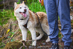 Non-Stop Rock leash