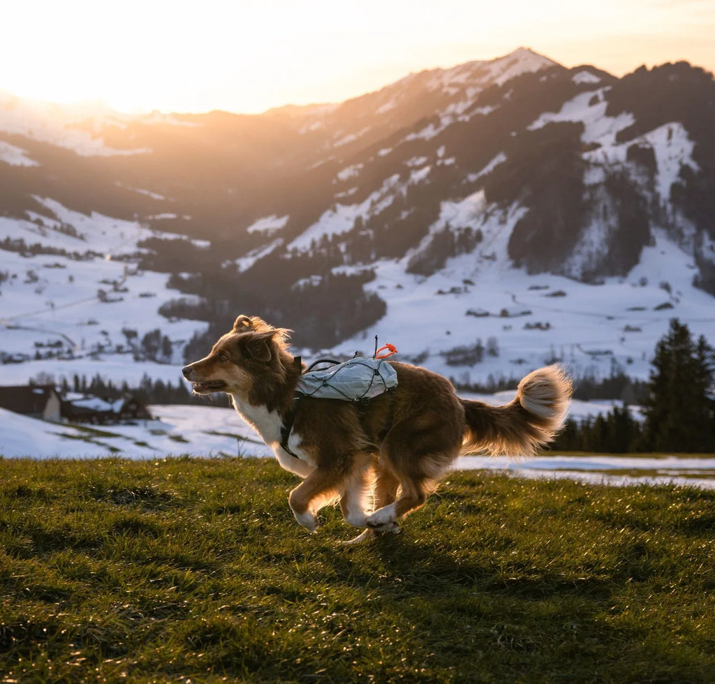 Non-Stop Trail light dog-back pack
