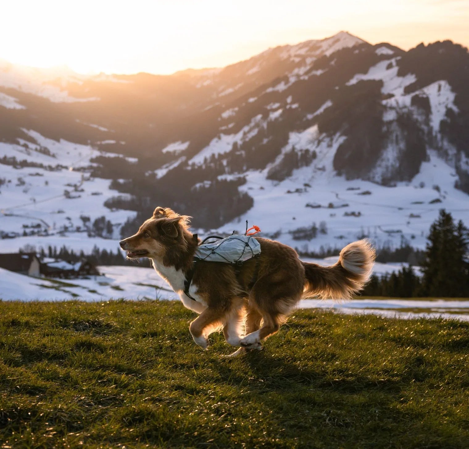 Non-Stop Trail light dog-back pack