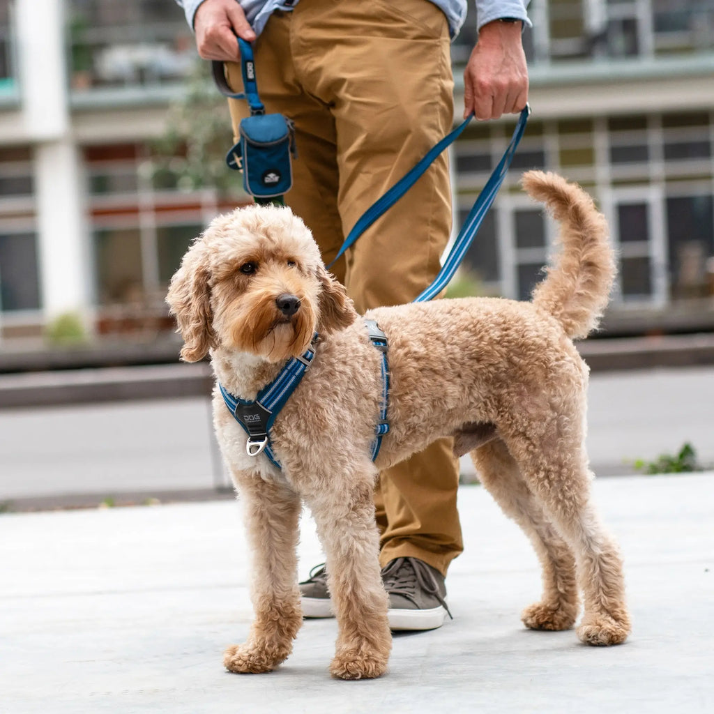 Dog Copenhagen Comfort Walk Air™ sele