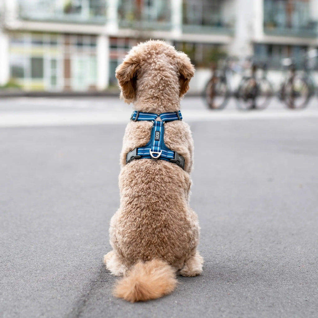 Dog Copenhagen Comfort Walk Air™ sele