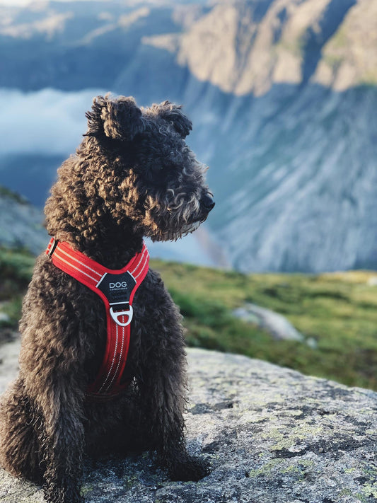 Dog Copenhagen Comfort Walk Air™ sele