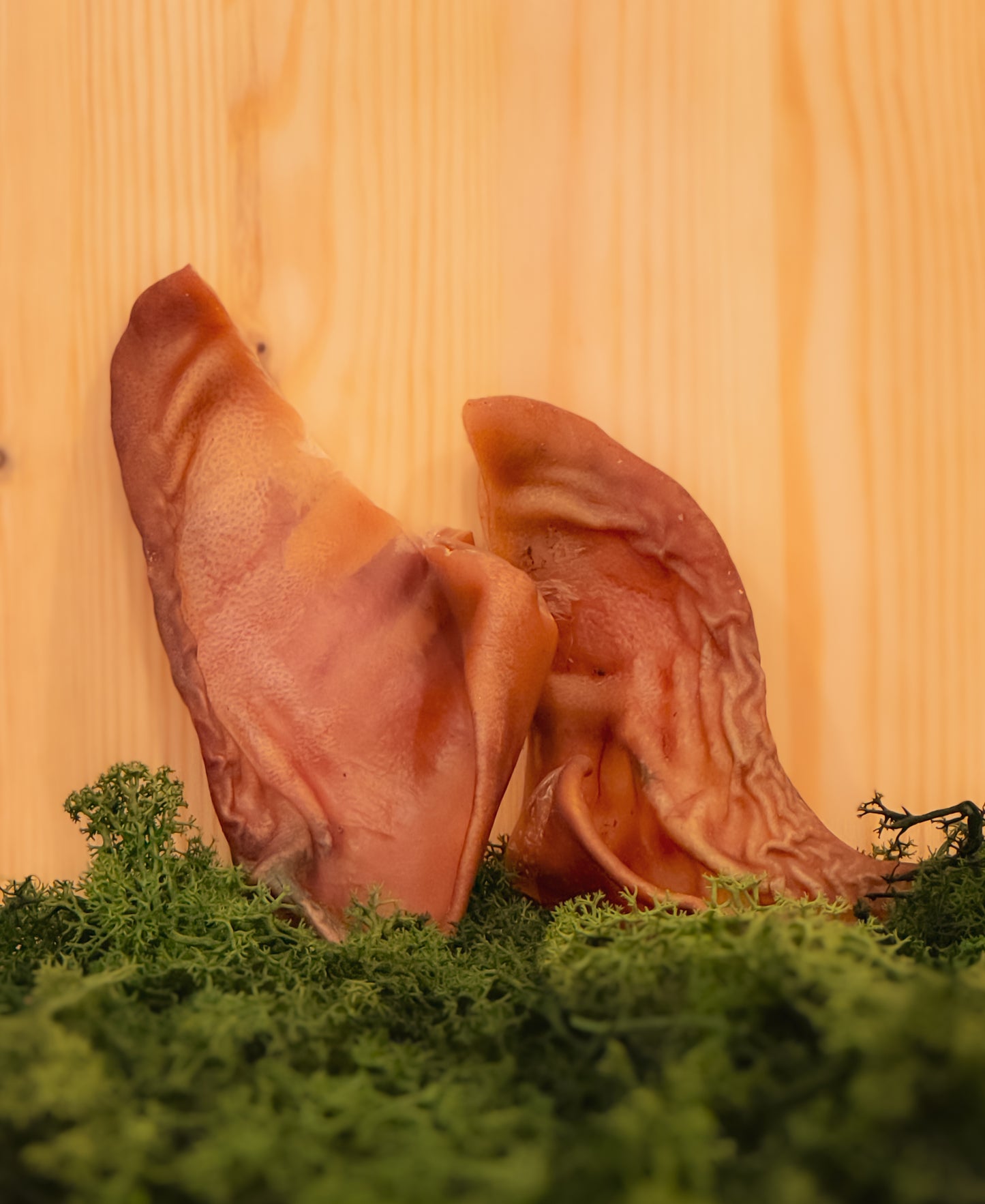 Svenskt grisöra 1st