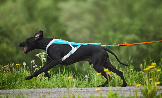 Non-Stop Freemotion harness 5.0 Grå/Blå